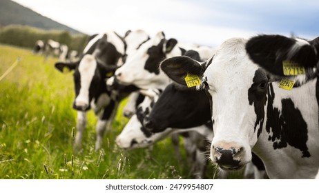 如何在冠军平台上提升你的竞技水平与表现