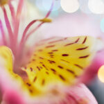 18115期彩票开奖时间及结果查询指南 0st6necygt