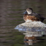 3d96期最新开奖结果查询与中奖号码公布 76ofu